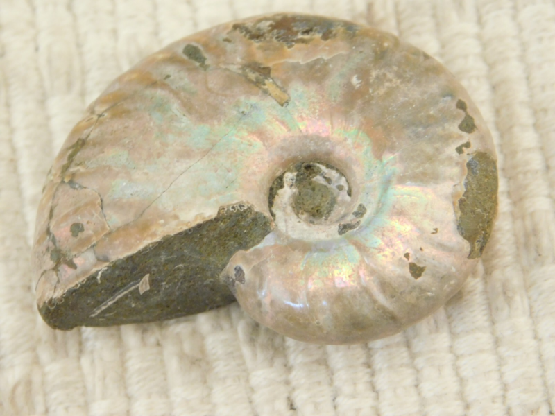 Iridescent Ammonite Fossil 100% Natural Madagascar! 19.4gr