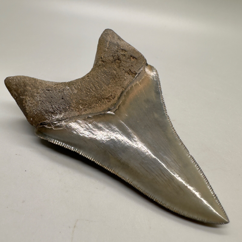 Collector Quality/with bite mark 3.73" Fossil MEGALODON Shark Tooth - USA