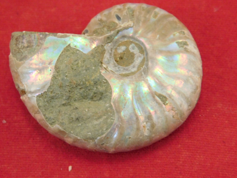 Iridescent Ammonite Fossil 100% Natural Madagascar! 12.9gr