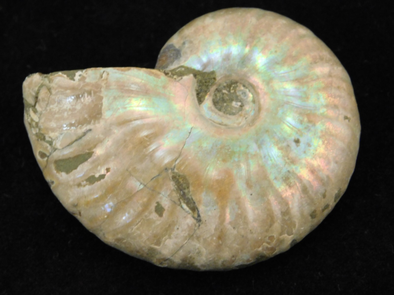 Iridescent Ammonite Fossil 100% Natural Madagascar! 19.4gr