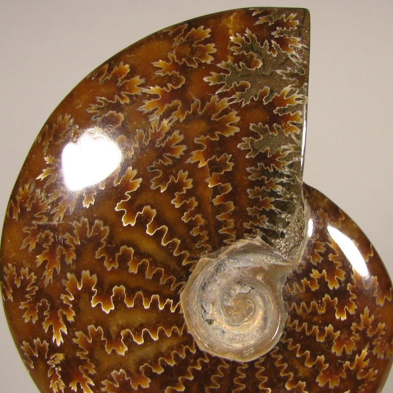 3.7" Whole AMMONITE Polished Fossil Sutured Patterns - Madagascar
