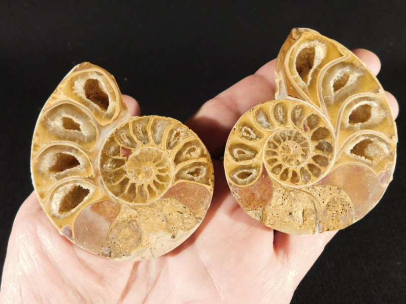 Larger! 121 MILLION Year Old! Split and Polished Ammonite Fossil Pair 175gr