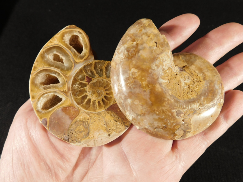 Larger! 121 MILLION Year Old! Split and Polished Ammonite Fossil Pair 175gr