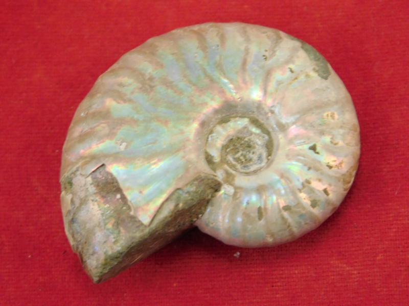 Iridescent Ammonite Fossil 100% Natural Madagascar! 12.9gr
