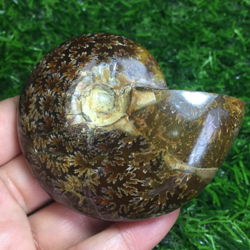 154g   Natural conch Ammonite fossil specimens of Madagascar 968