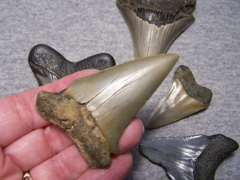MEGALODON SHARK TEETH MAKO MIX FOSSIL 6 LOT COLORS SHARKS TOOTH~COLLECTOR