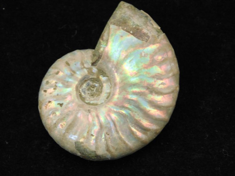 Iridescent Ammonite Fossil 100% Natural Madagascar! 12.9gr