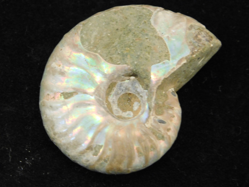 Iridescent Ammonite Fossil 100% Natural Madagascar! 12.9gr