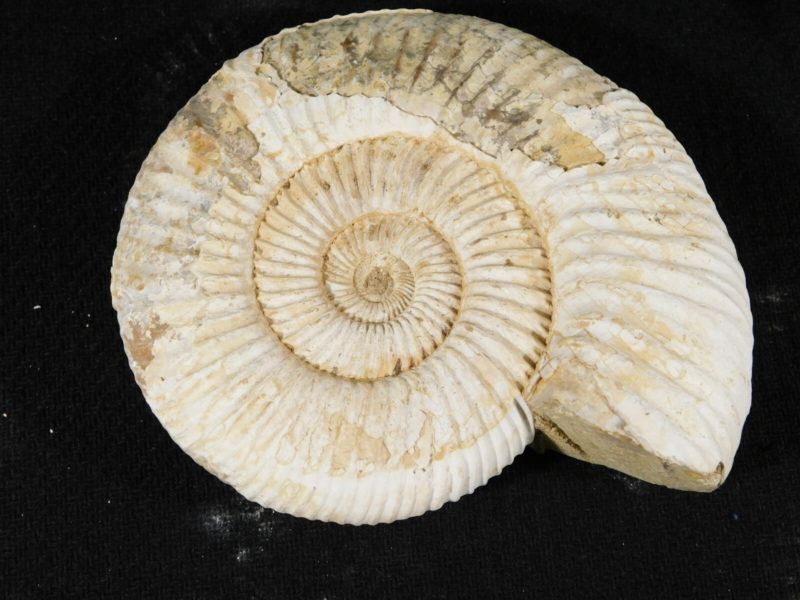 Big! 100% Natural Cretaceous Era White Ribbed AMMONITE Fossil 205gr