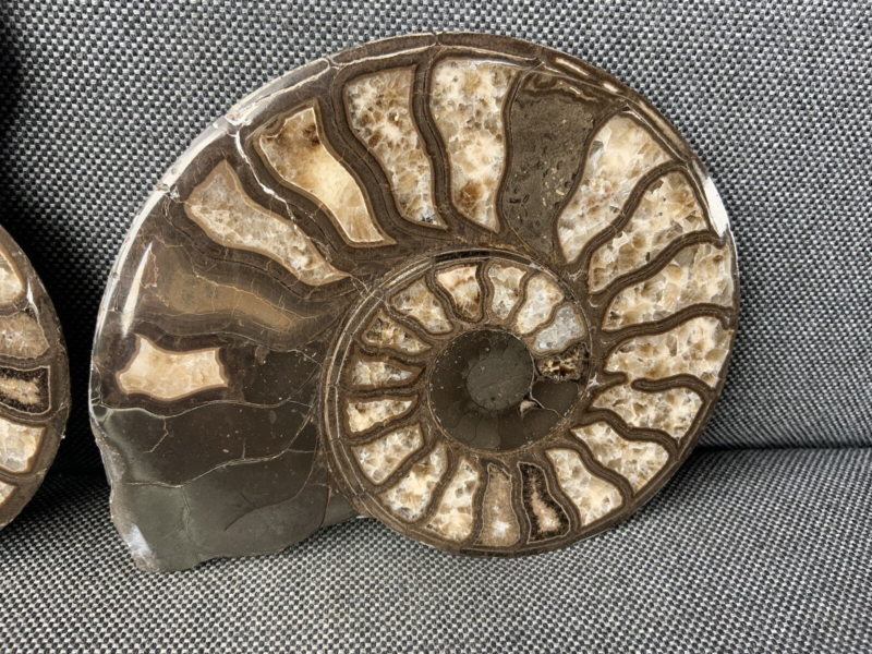 Harpoceras sp Ammonite Polished Pair, Rare Calcite Fossil Whitby, England, UK.