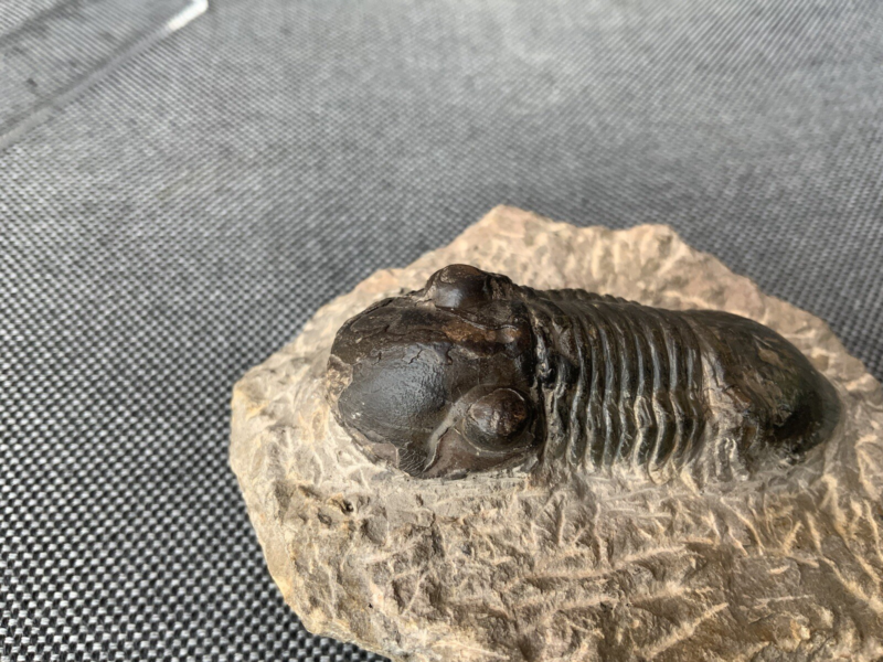 Detailed Trilobite Fossil, Morocco, Africa, Devonian, 400 Million Years Old