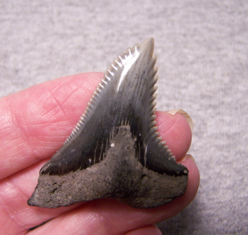 HEMIPRISTIS SNAGGLESHARK SHARK TOOTH FOSSIL 1 13/16" GEM MEGALODON DIVER BIG