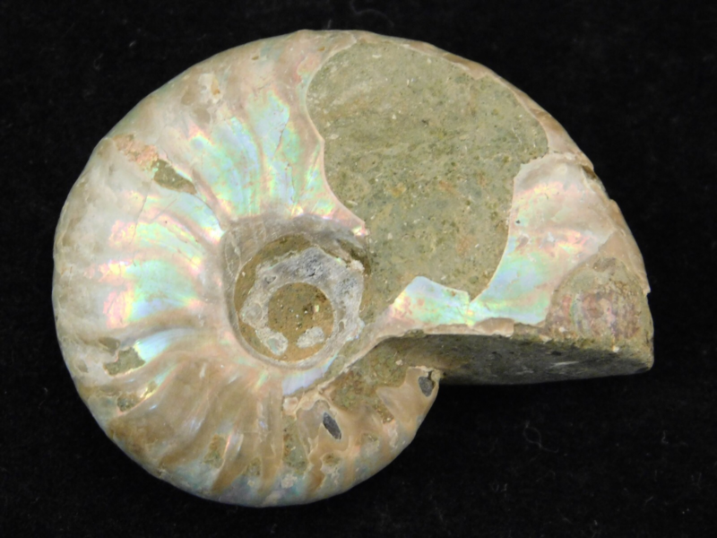 Iridescent Ammonite Fossil 100% Natural Madagascar! 12.9gr