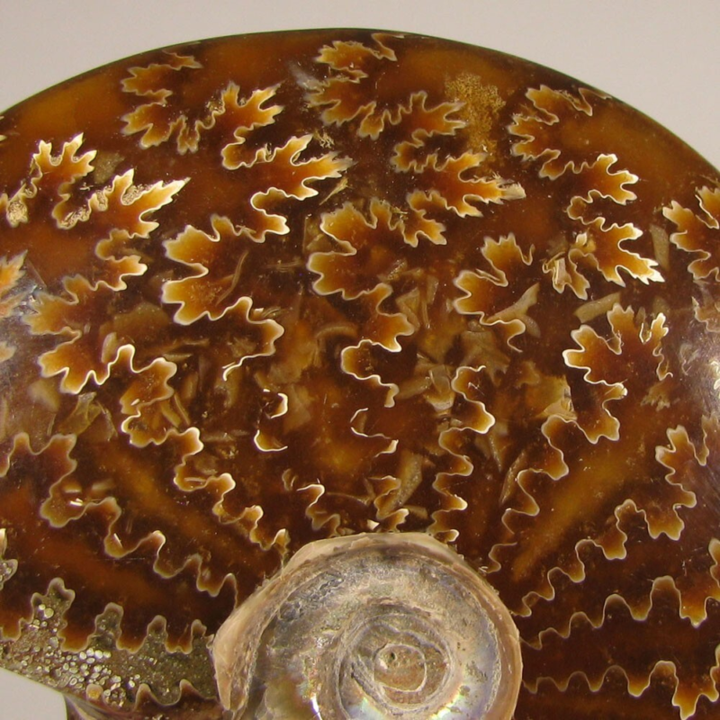 3.7" Whole AMMONITE Polished Fossil Sutured Patterns - Madagascar