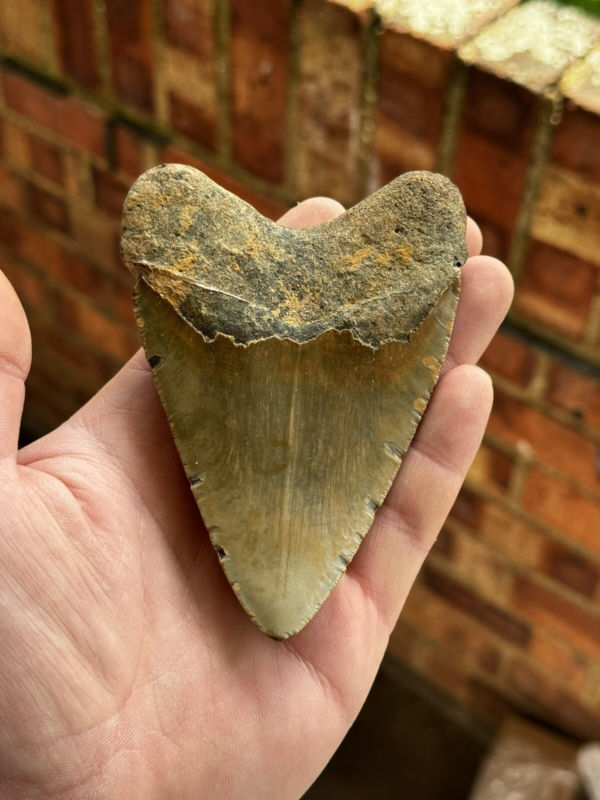 Megalodon Shark Tooth USA 4.75 Inch
