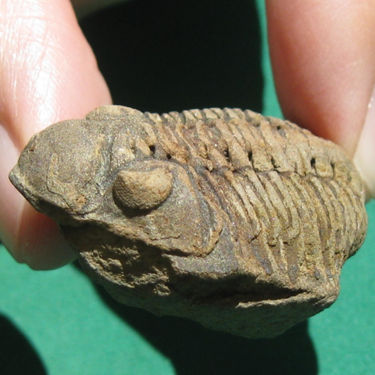 Trilobite Fossil Eldredgeia venustus Bolivia Devonian