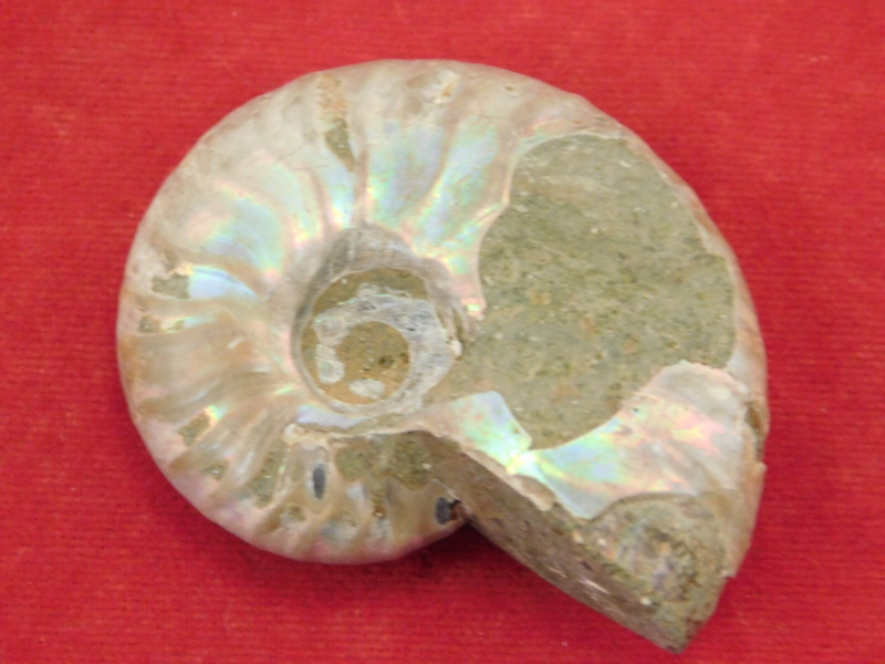 Iridescent Ammonite Fossil 100% Natural Madagascar! 12.9gr