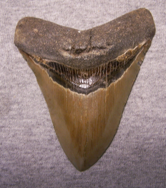 MEGALODON Shark Tooth 3 7/8" sharks teeth BIG jaw fossil REAL megladon SERRATED