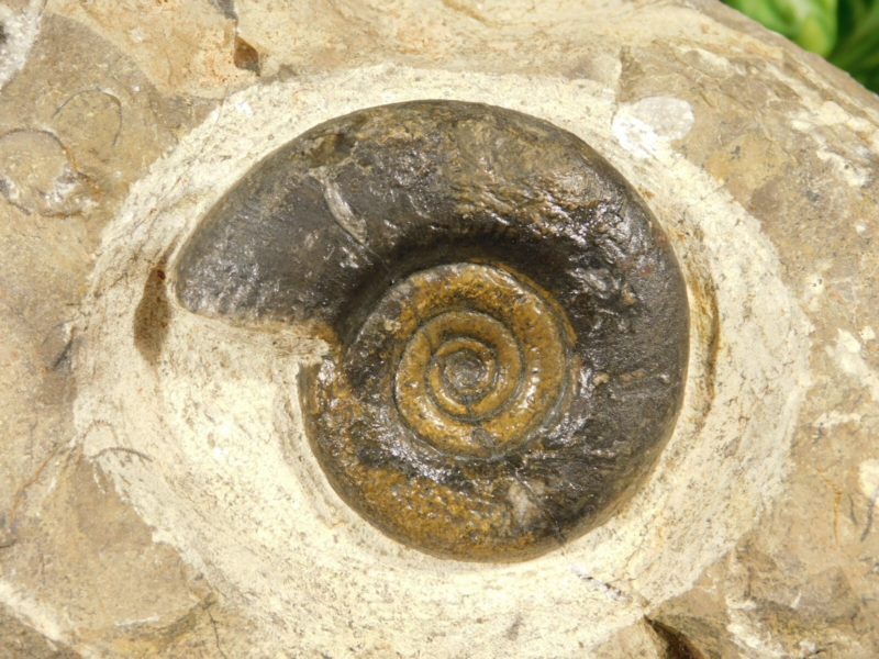TWO! 100% Natural 400 Million Year Old! Devonian Era AMMONITE Fossils 800gr