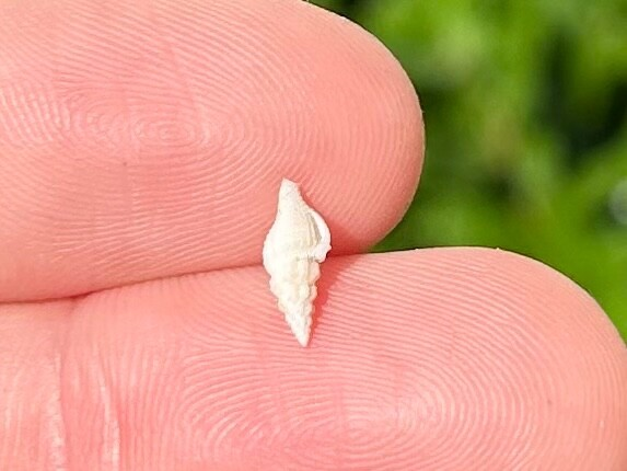 Costa Rica Fossil Gastropod Glyphostoma sp. Miocene Age Shell