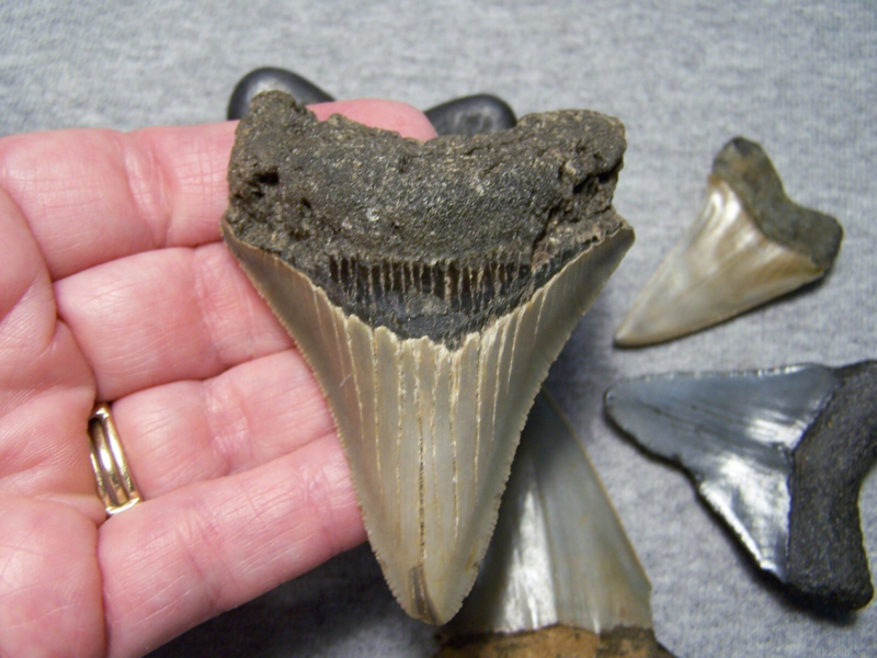 MEGALODON SHARK TEETH MAKO MIX FOSSIL 6 LOT COLORS SHARKS TOOTH~COLLECTOR