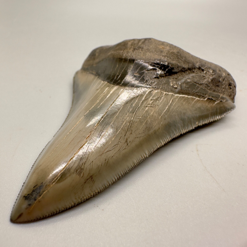 Collector Quality/with bite mark 3.73" Fossil MEGALODON Shark Tooth - USA