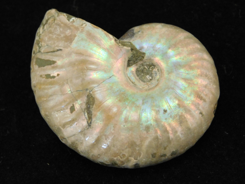 Iridescent Ammonite Fossil 100% Natural Madagascar! 19.4gr