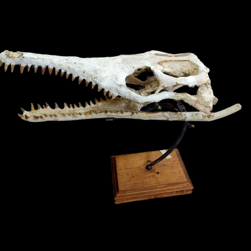 DYROSAURUS PHOSPHATICUS  Crocodile Skull Fossil   58 cm - Morocco