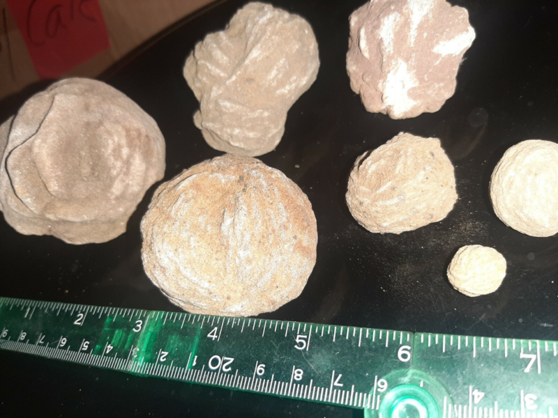 Seven pieces selenite desert rose crystal rocks ,gypsum stone, sand color