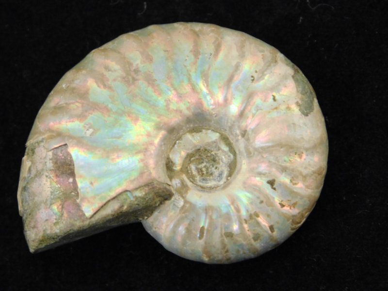 Iridescent Ammonite Fossil 100% Natural Madagascar! 12.9gr