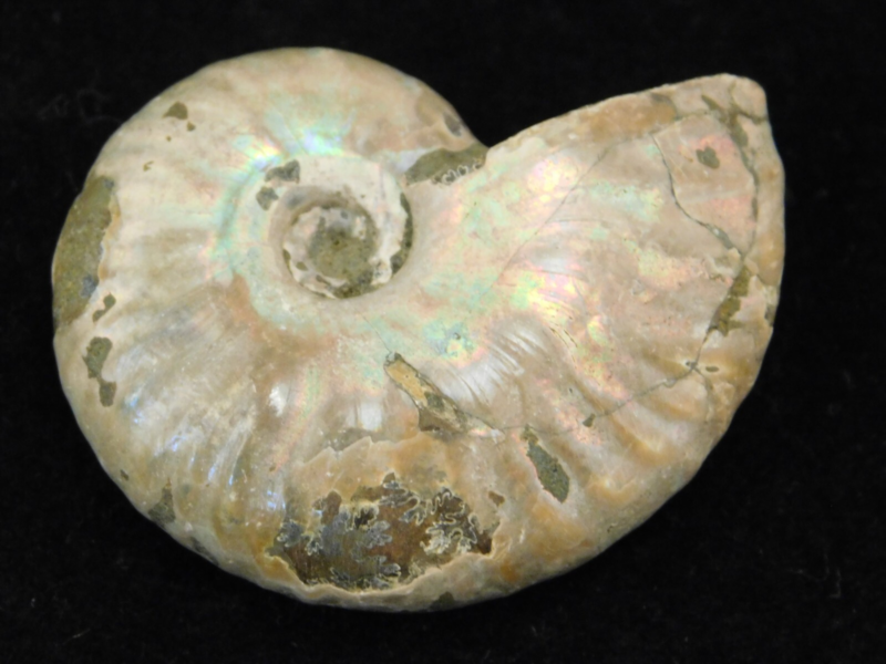 Iridescent Ammonite Fossil 100% Natural Madagascar! 19.4gr
