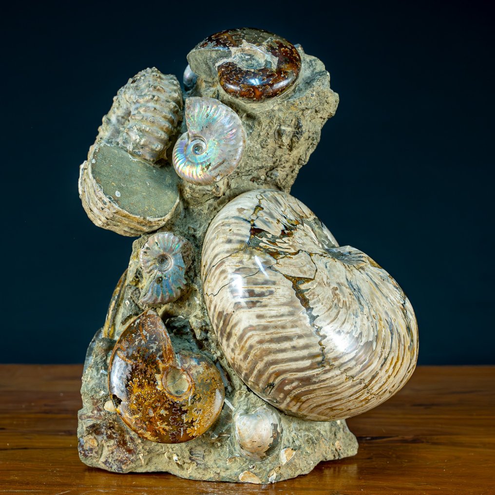 Cretaceous ammonites: Cleoniceras. Calcite and aragonite- 10000 g
