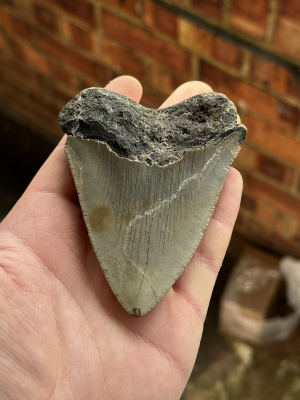 Megalodon Shark Tooth USA 3.9 Inch