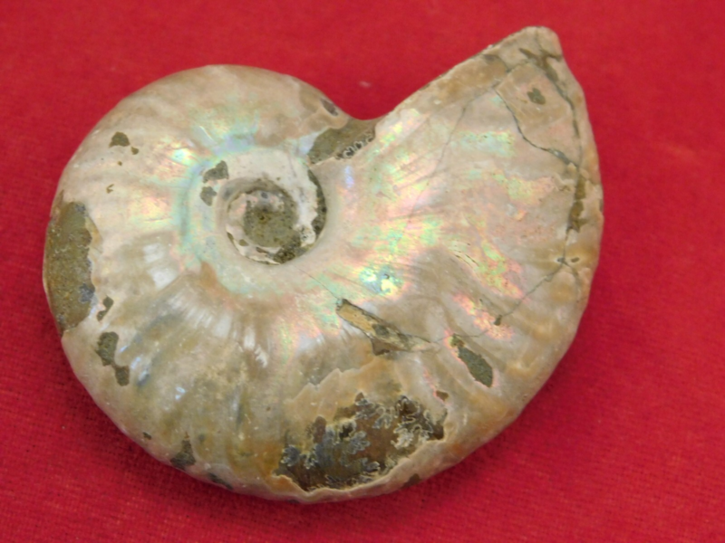 Iridescent Ammonite Fossil 100% Natural Madagascar! 19.4gr