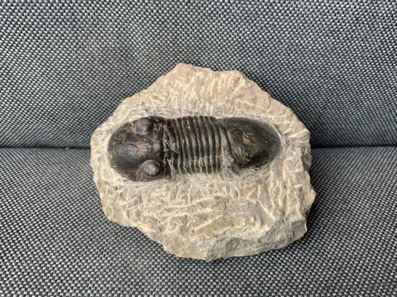 Detailed Trilobite Fossil, Morocco, Africa, Devonian, 400 Million Years Old