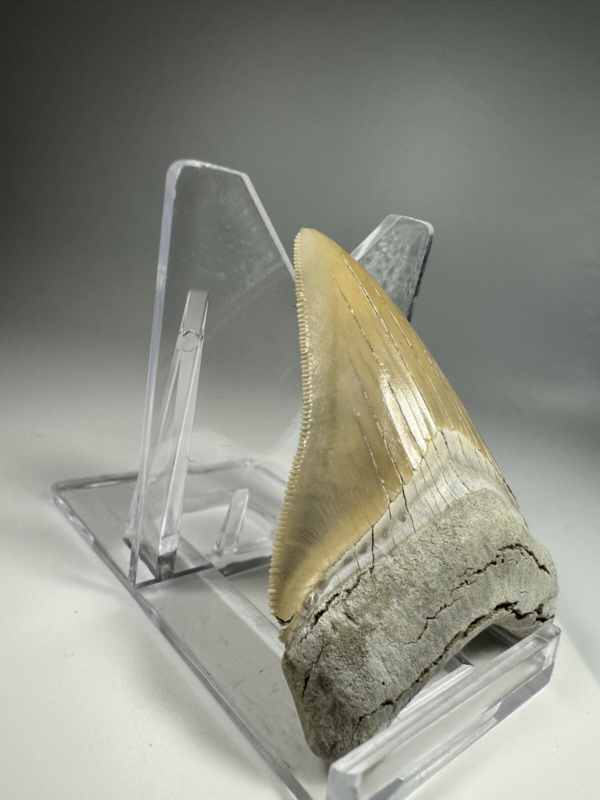 2.37 In Colorful Aurora Lee Creek Megalodon Shark tooth Fossil Chub NC Meg