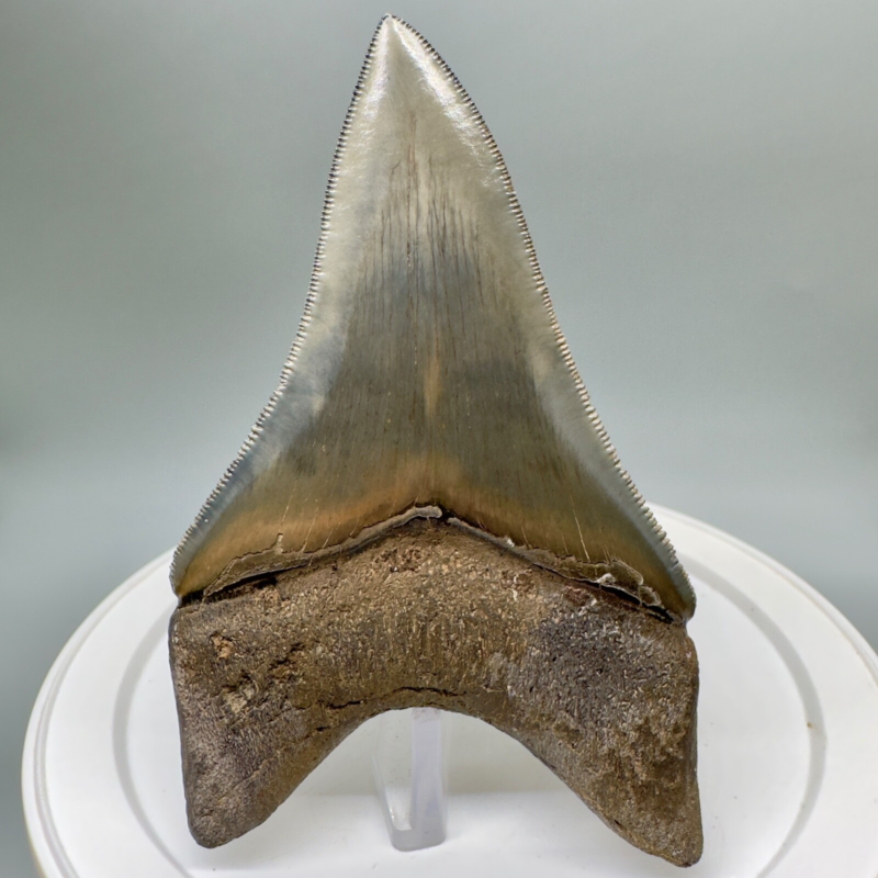 Collector Quality/with bite mark 3.73" Fossil MEGALODON Shark Tooth - USA