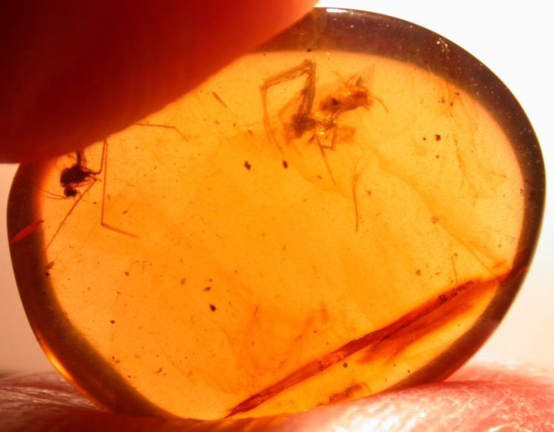 Beautiful Spider with Fly in Burmite Burmese Amber Fossil Gemstone Dinosaur Age