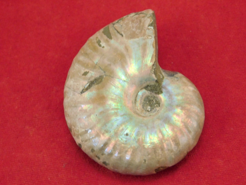 Iridescent Ammonite Fossil 100% Natural Madagascar! 19.4gr