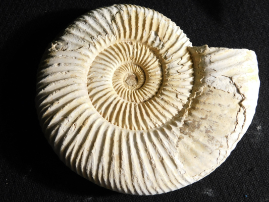 Big! 100% Natural Cretaceous Era White Ribbed AMMONITE Fossil 205gr