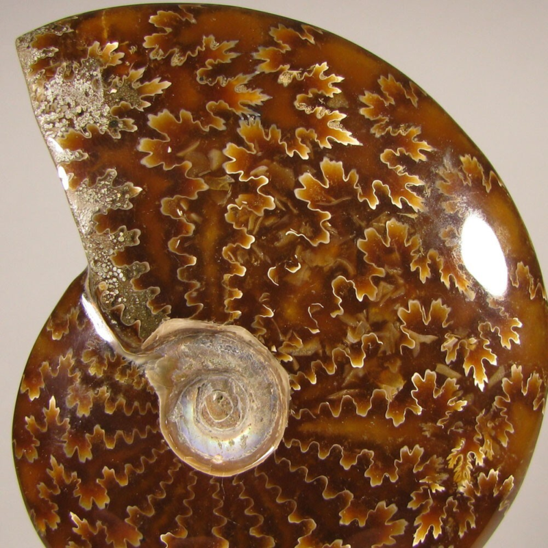 3.7" Whole AMMONITE Polished Fossil Sutured Patterns - Madagascar