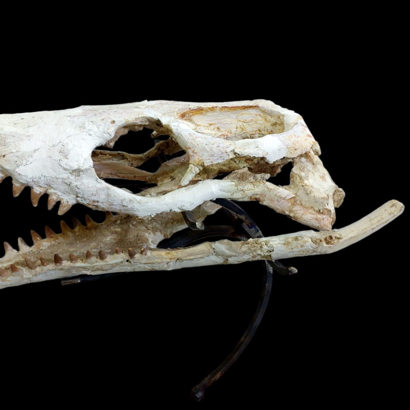 DYROSAURUS PHOSPHATICUS  Crocodile Skull Fossil   58 cm - Morocco