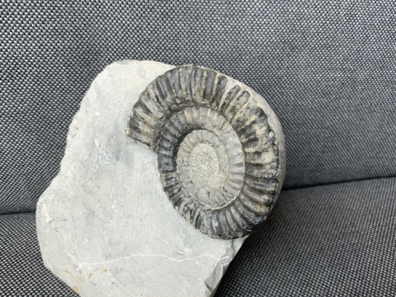 Green Ammonite Nodule Metophioceras sp Charmouth, Dorset, Rare Jurassic Fossil