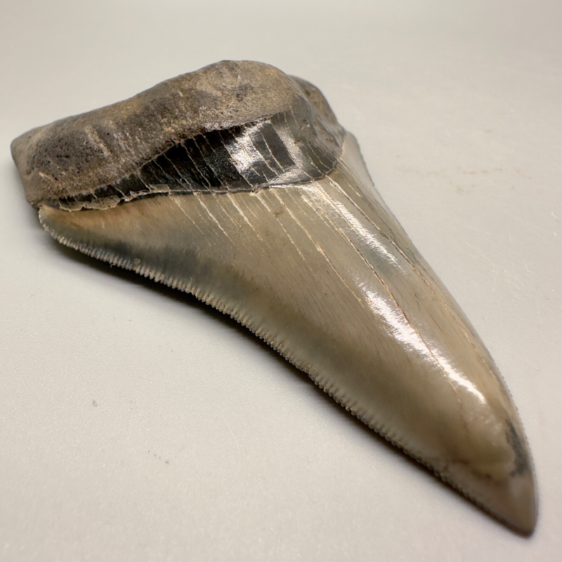 Collector Quality/with bite mark 3.73" Fossil MEGALODON Shark Tooth - USA