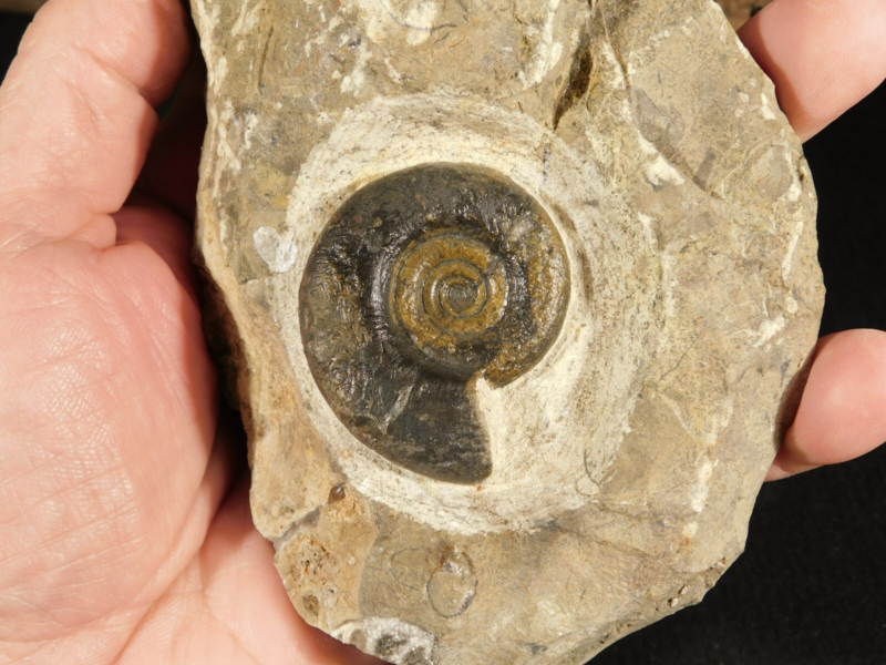 TWO! 100% Natural 400 Million Year Old! Devonian Era AMMONITE Fossils 800gr