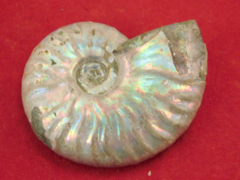 Iridescent Ammonite Fossil 100% Natural Madagascar! 12.9gr
