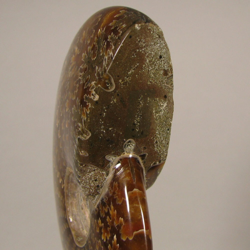 3.7" Whole AMMONITE Polished Fossil Sutured Patterns - Madagascar