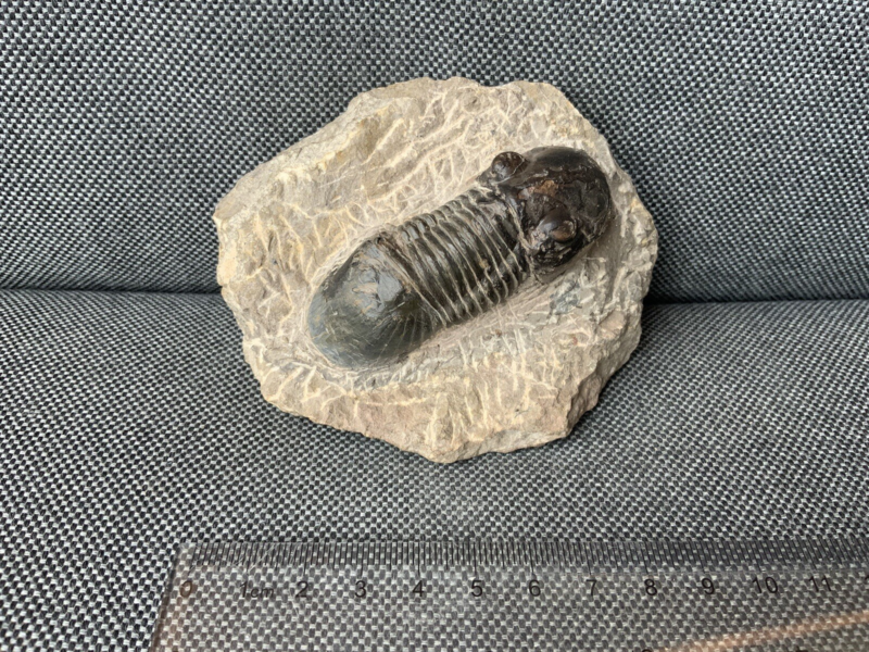 Detailed Trilobite Fossil, Morocco, Africa, Devonian, 400 Million Years Old