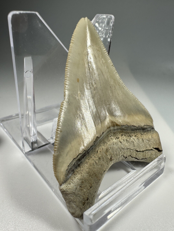 2.37 In Colorful Aurora Lee Creek Megalodon Shark tooth Fossil Chub NC Meg