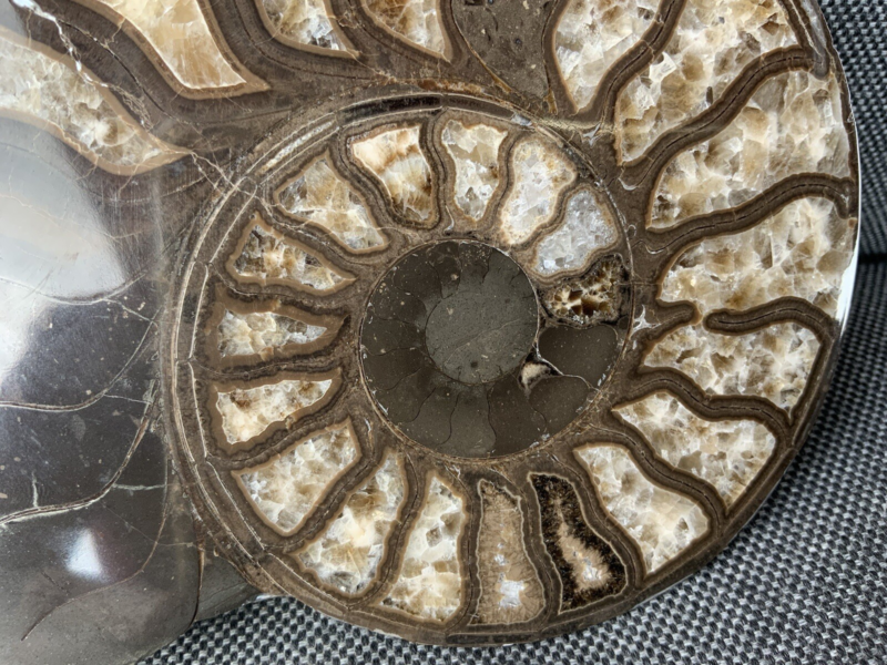 Harpoceras sp Ammonite Polished Pair, Rare Calcite Fossil Whitby, England, UK.